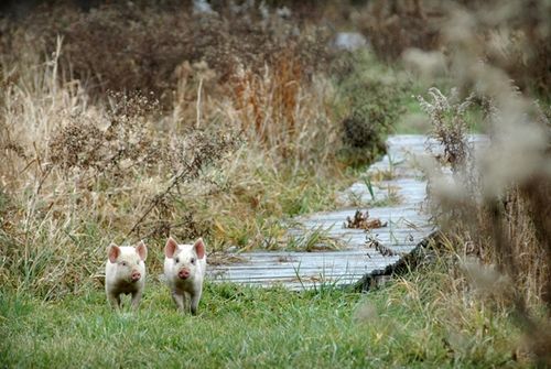 我們的環(huán)境會(huì)好嗎？——“數(shù)說(shuō)”大氣、水、土壤污染防治三大戰(zhàn)役